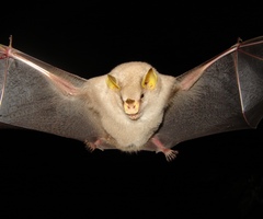 Mesophylla macconnelli