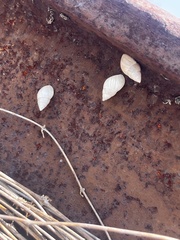 Bulimulus bonariensis