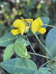 Argyrolobium tomentosum