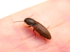 Agriotes lineatus