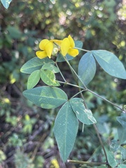 Argyrolobium tomentosum