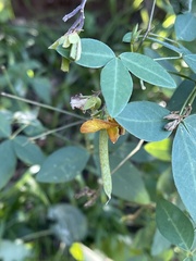 Argyrolobium tomentosum