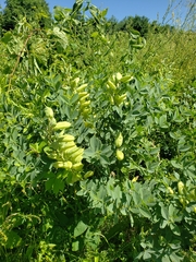 Baptisia australis