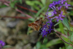 Paratrytone omiltemensis