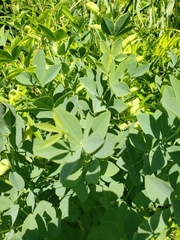 Baptisia australis
