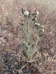 Cirsium cymosum