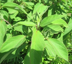 Hibiscus lasiocarpos
