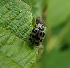 Chrysomela mainensis