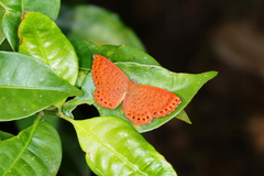 Metacharis ptolomaeus