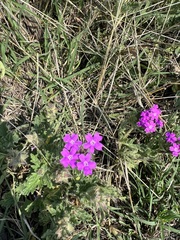 Glandularia tumidula