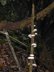 Marasmiellus alliiodorus