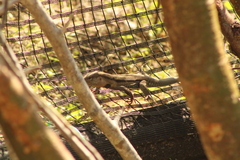 Aspidoscelis guttatus