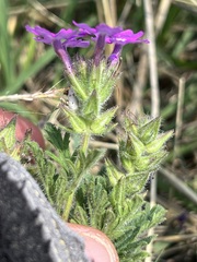 Glandularia tumidula