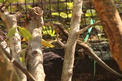 Aspidoscelis guttatus