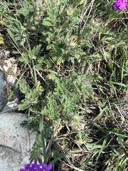 Glandularia tumidula