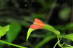 Metacharis ptolomaeus