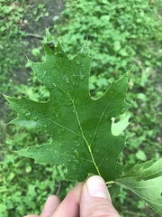Amphibolips quercusinanis