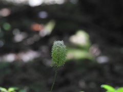 Amianthium