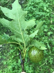 Amphibolips quercusinanis