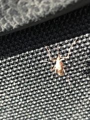 Aedes canadensis