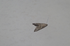 Abablemma bilineata