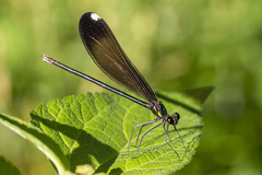 Calopteryx maculata
