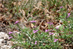 Glandularia tumidula