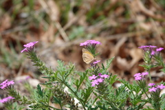 Glandularia tumidula