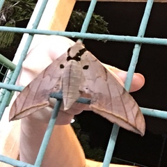 Ambulyx sericeipennis