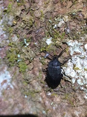 Penthe pimelia