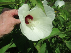 Hibiscus lasiocarpos