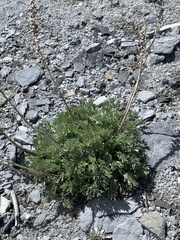 Artemisia borealis borealis