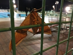 Ambulyx sericeipennis