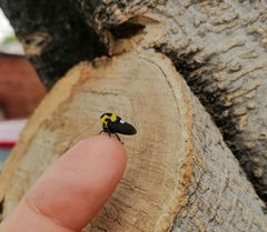 Membracis mexicana