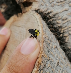 Membracis mexicana