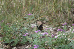 Glandularia tumidula