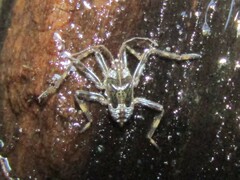 Platyvelia brachialis