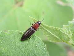 Ludioschema obscuripes