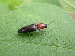 Ludioschema obscuripes