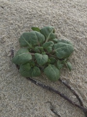 Nolana paradoxa