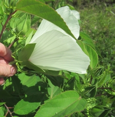 Hibiscus lasiocarpos
