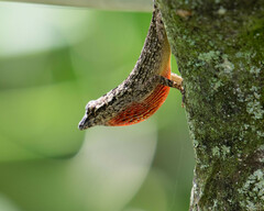 Anolis sulcifrons