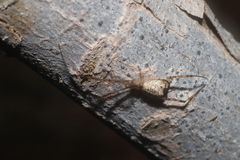 Neopisinus cognatus