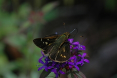 Paratrytone omiltemensis