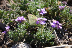 Glandularia tumidula