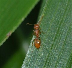 Temnothorax schaumii