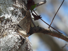 Archaeoprepona demophon centralis
