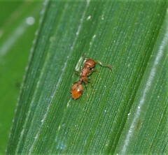 Temnothorax schaumii