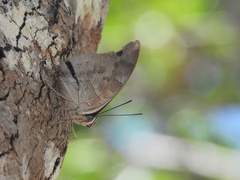 Archaeoprepona demophon centralis