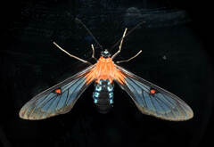 Cosmosoma restrictum